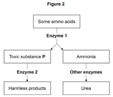 <ul><li><p>Maple syrup urine disease (MSUD) is a rare inherited human condition.</p></li><li><p>MSUD is usually diagnosed early in childhood and can be controlled by having a low-protein diet.</p></li><li><p>Figure 2 shows chemical reactions involved in the normal breakdown of some types of amino acid inside body cells.</p></li><li><p>A person with MSUD cannot make Enzyme 2.</p></li><li><p>Scientists can analyse blood samples or urine samples to see if a person has MSUD. </p></li><li><p>The test identifies high concentrations of toxic substance P, shown in Figure 2.</p></li></ul><p>Explain why the blood of a person with MSUD will have a high concentration of toxic substance P. [3 marks]</p><p>Use information from Figure 2.</p>