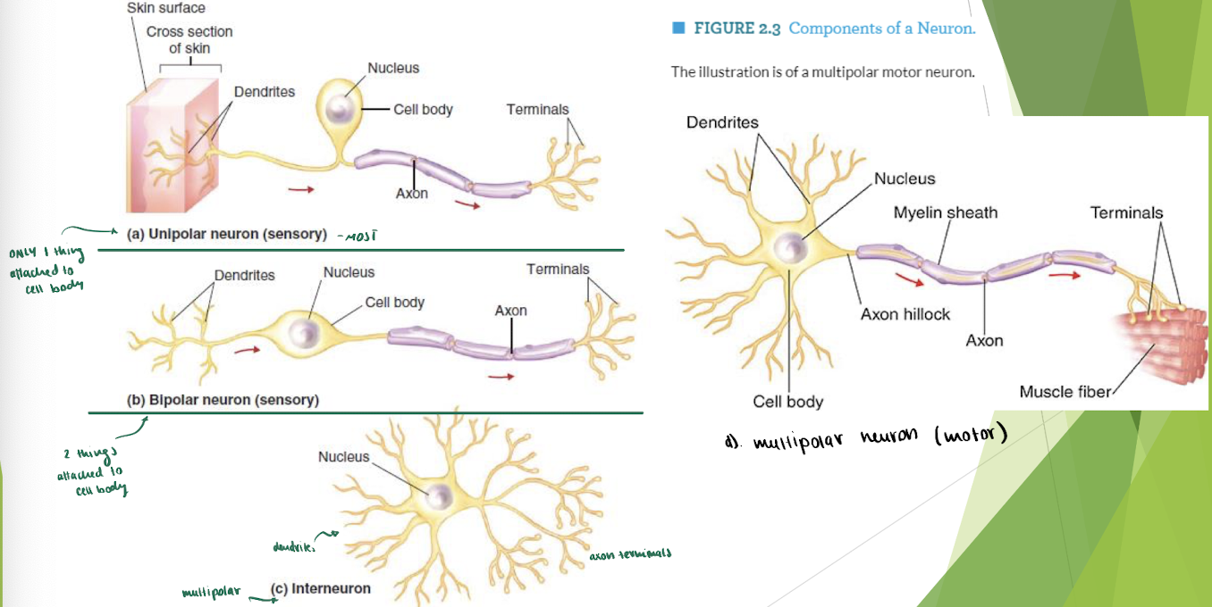 <p>Neurons : Types (3)</p>