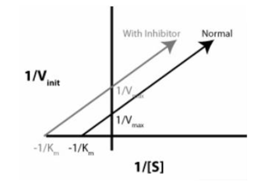 <p><span><span>The Lineweaver-Burke plot below is typical for a</span></span></p><p><span><span>substrate with what type of inhibitor?</span></span></p><p><span><span>A) Competitive</span></span></p><p><span><span>B) Noncompetitive</span></span></p><p><span><span>C) Uncompetitive</span></span></p>