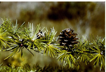 <p>tamarack</p>