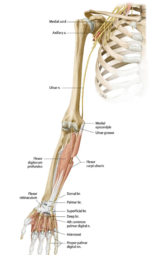 <ul><li><p>Descends the arm medially</p></li><li><p>Provides sensation to the medial 1.5 digits (pinky and half of ring finger)</p></li><li><p></p></li></ul><p></p>