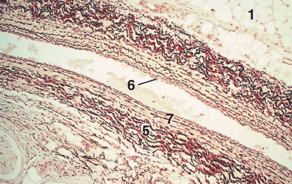 <p>Part and stain?</p>