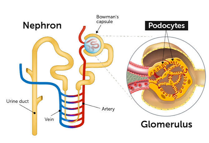 <p>What are podocytes?</p>