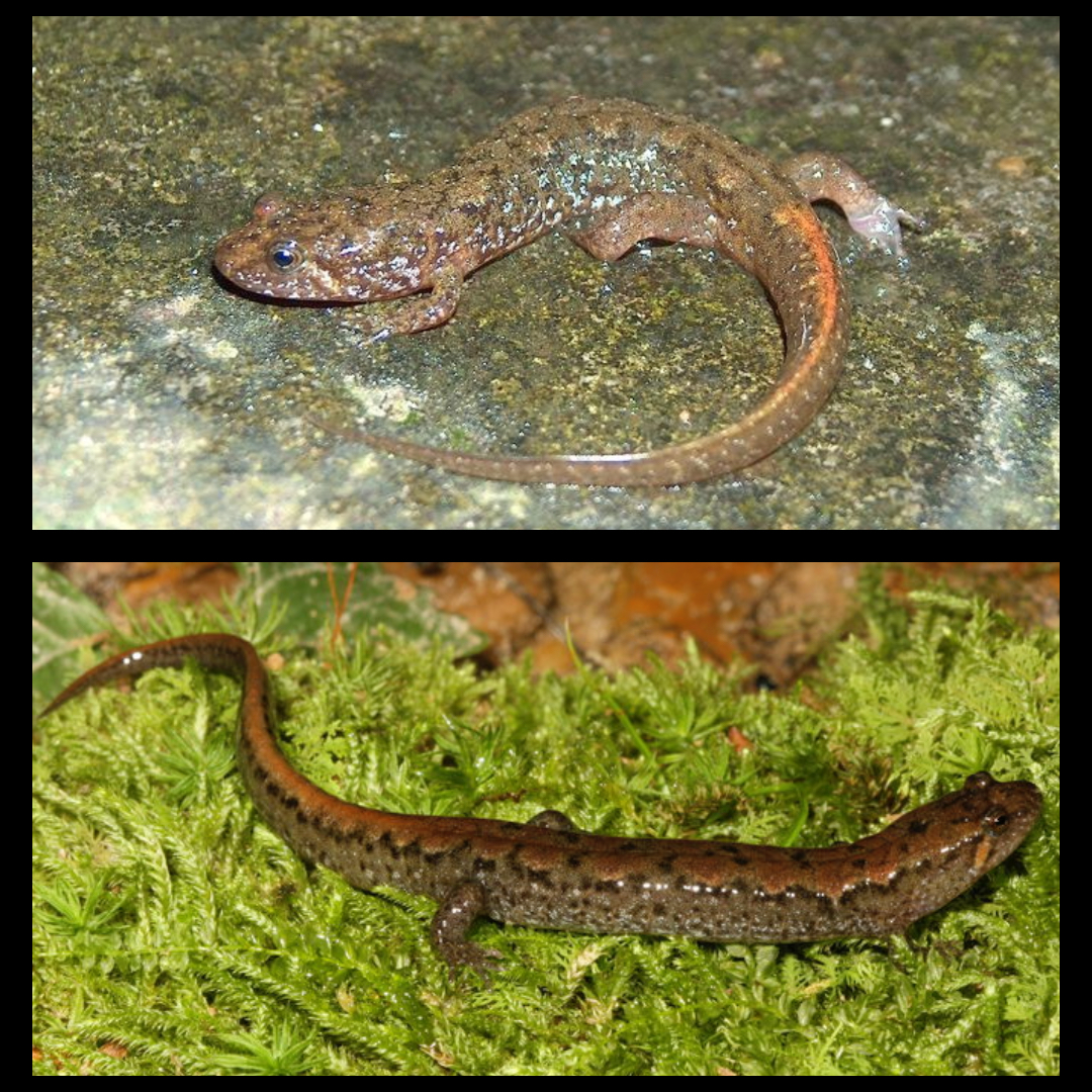 <p>Spotted Dusky Salamander</p>