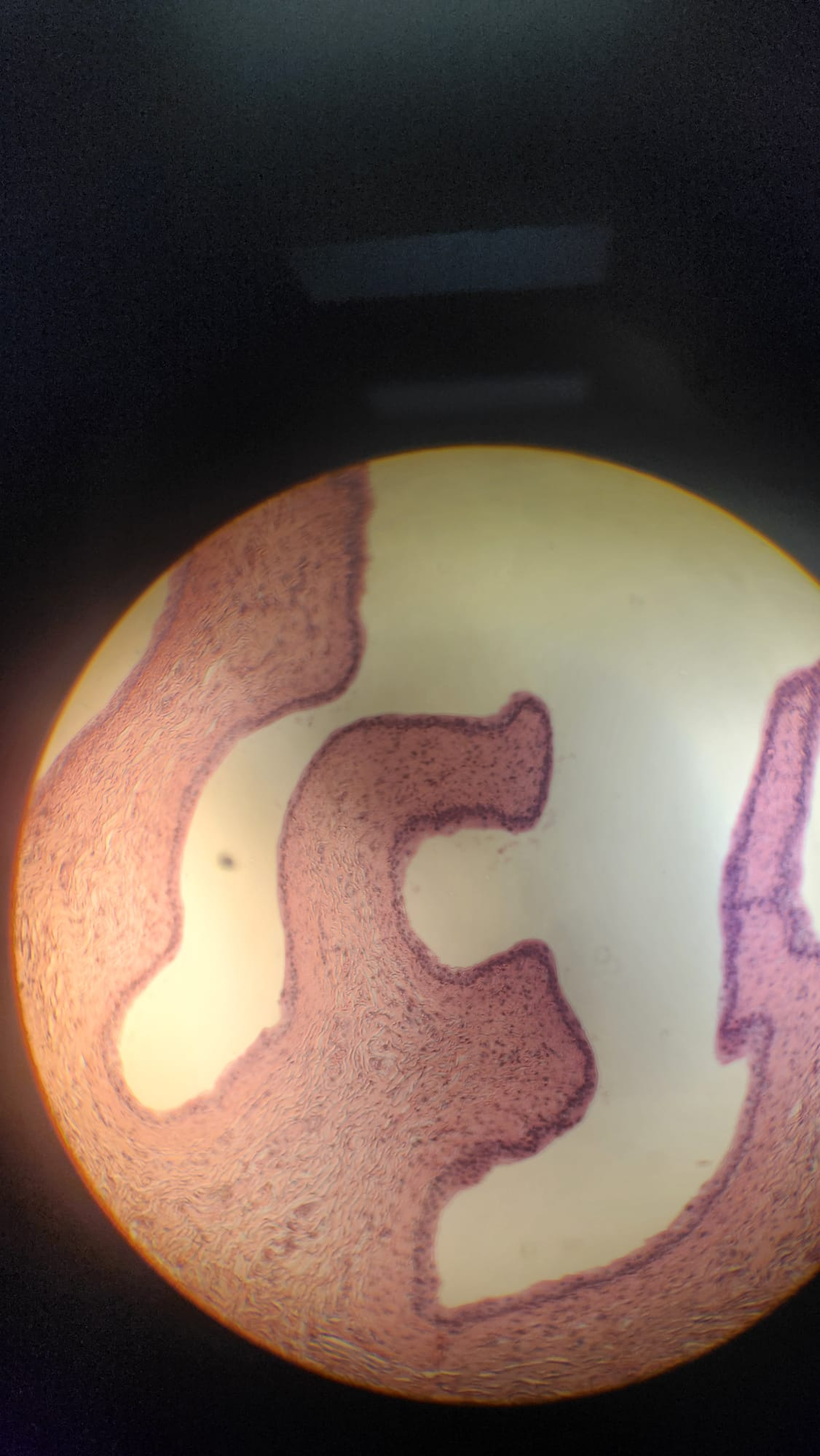 <p>Which organ is this?</p>