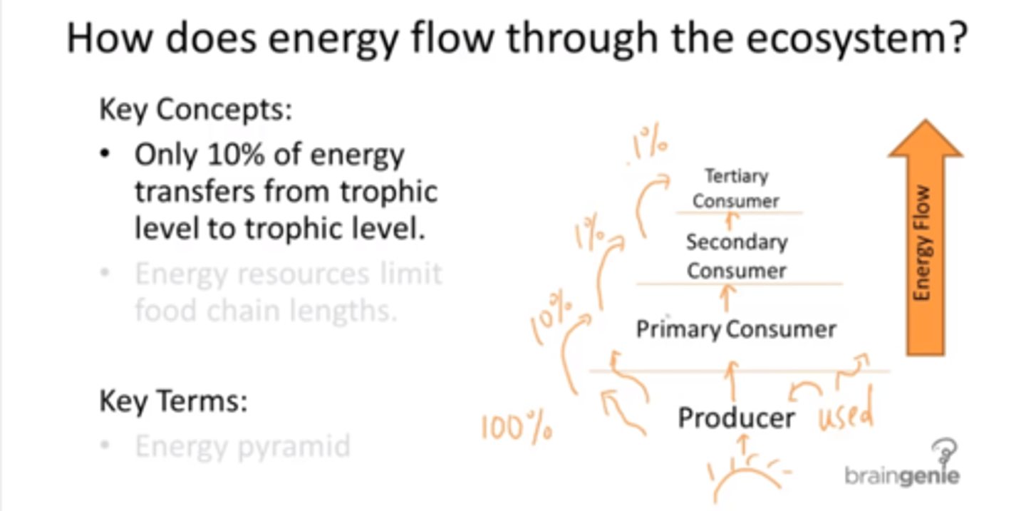 <p>Solar energy is captured by producers and energy passes from one organism to the next with each transfer of energy.</p><p>Only 10 % is passed through from the producer to primary which then passes on 1%</p><p>It's better to eat lower or closer on the food web to the producer to get enough energy.</p><p>Humans are primary consumer when they eat vegetable in comparison to eating secondary or tertiary.</p>