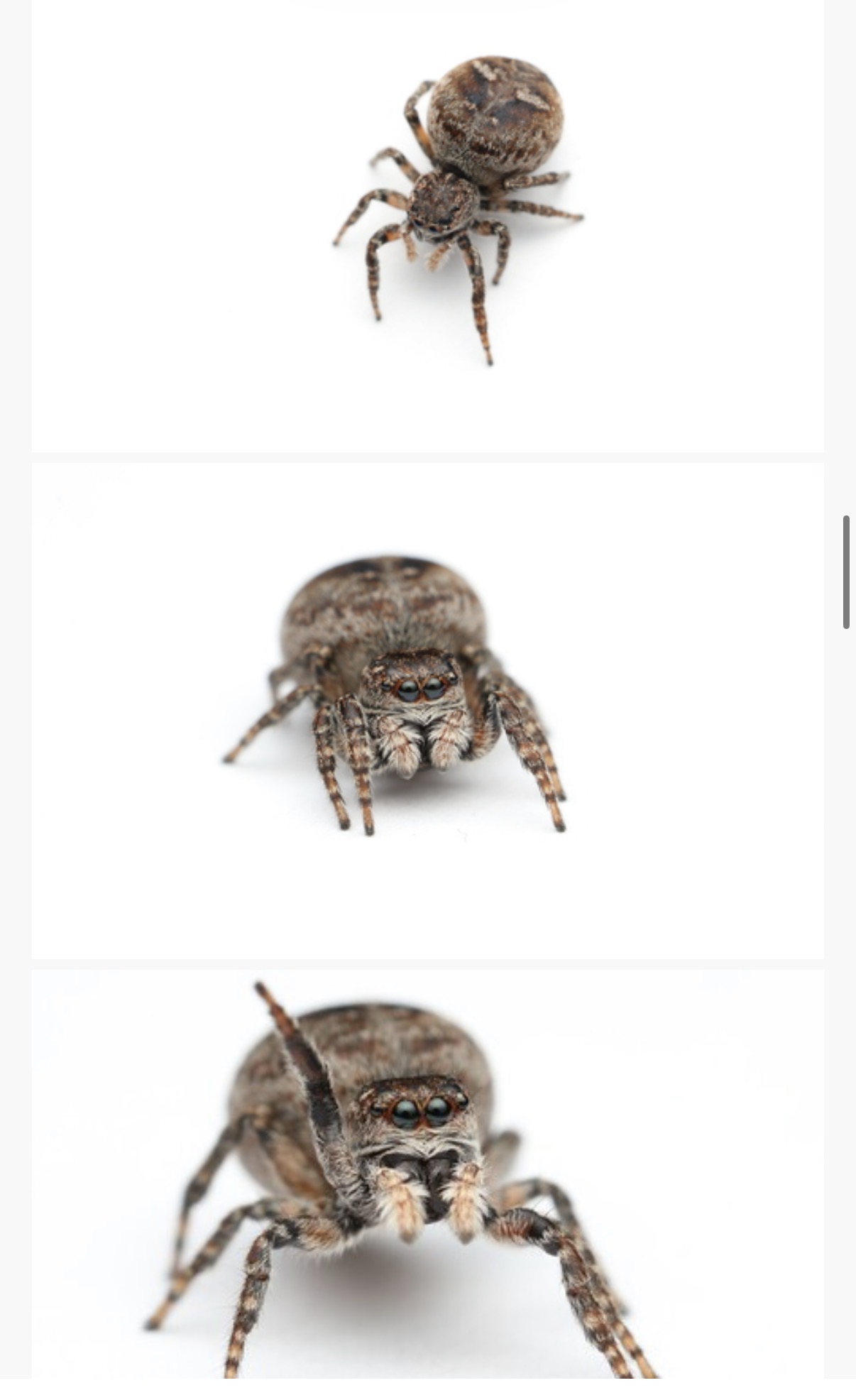<p><span>Sitticus palustris - “flower jumping spider”</span></p><p><span>family: Salticidae</span></p>