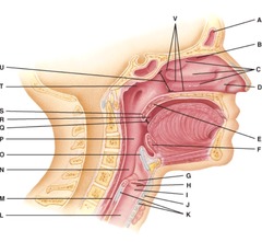 <p>Where are the nasal conchae</p>