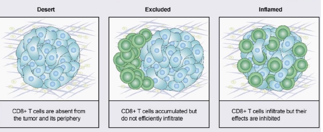 <p><span>• Imuninės dykumos: imuninių ląstelių nėra navike ir jo periferijoje.</span></p><p><span>• Imuninės atskirties - imuninės ląstelės kaupiasi, bet efektyviai nepatenka į židinį</span></p><p><span>• Imuninės sistemos uždegimo - imuninės ląstelės infiltruojasi tačiau jų poveikis yra slopinamas</span></p>