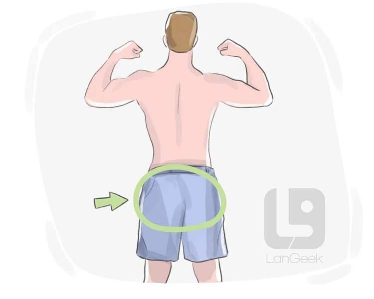 <p>Backside (n)</p>