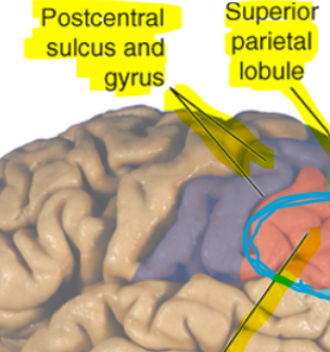 <p>Post central gyrus</p>