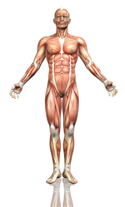 <p>Location of the 13 main muscles</p><p></p>