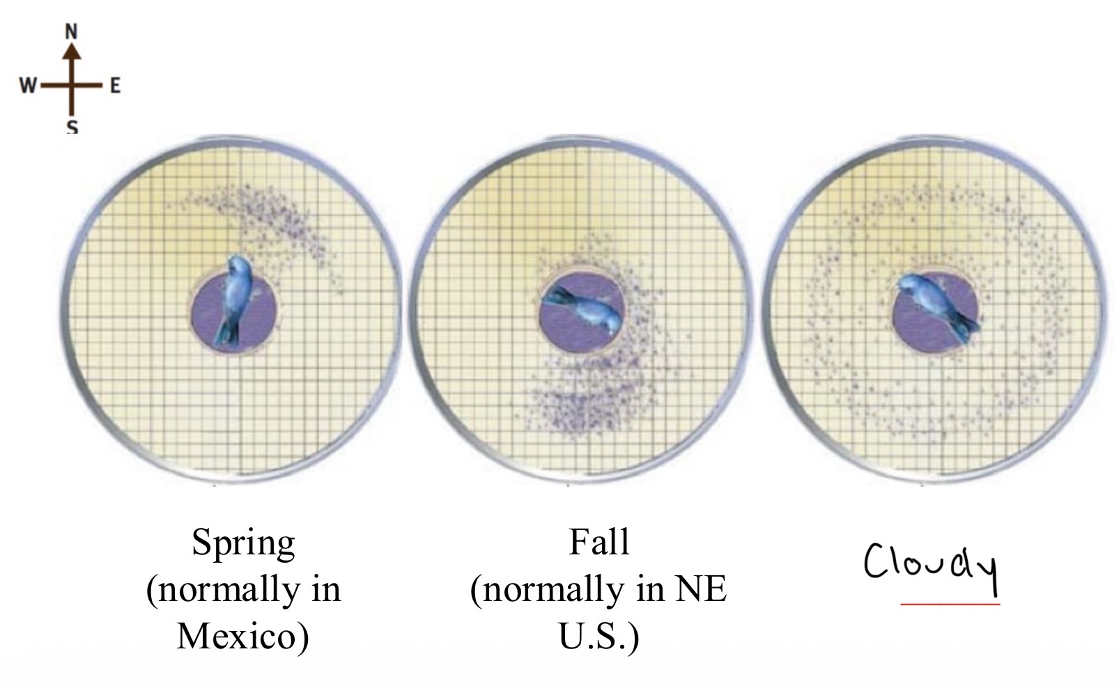<p>Emlen 1975</p><p>Buntings were places in a planetarium in an Emlen Funnel which clearly demonstrates area where the bird travels through scratches</p><p>When the planetarium depicted a spring star map, the birds attempted to move north</p><p>When the planetarium depicted a fall star map, the birds generally attempted to move south</p><p>When no stars were shown the birds did not move in a specific direction</p><p>→ The Indigo Bunting uses stars to navigate</p>