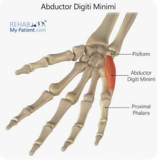 <p>A: Abduction of digit 5</p><p>N: Ulnar nerve</p>