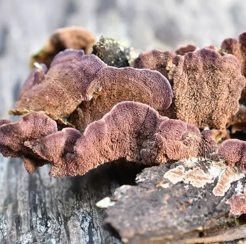 <p><span>Trichaptum biforme</span></p>