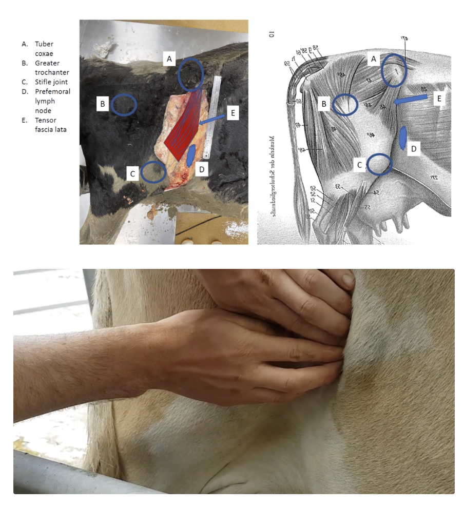 <p><u>Method:</u> Run hands caudal to cranial across flank in front of the quadriceps muscle</p><p><u>Location:</u> Between the tuber coxae and stifle (slightly cranial and dorsal to stifle)</p><p><u>Features:</u></p><ol><li><p>Texture</p></li><li><p>Mobility</p></li><li><p>Size</p></li><li><p>Pain</p></li></ol><p><u>Example:</u> The pre-femoral lymph node is smooth, freely moveable and 10 × 5cm (large in LATU cows due to fat coverage)</p>