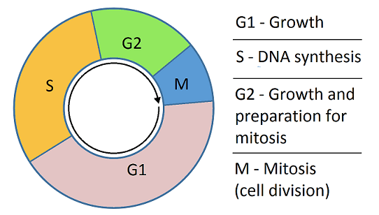 <p><span style="background-color: transparent;">Preparation; cell prepares for division</span></p>