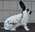 <p>welk type konijn is dit</p>