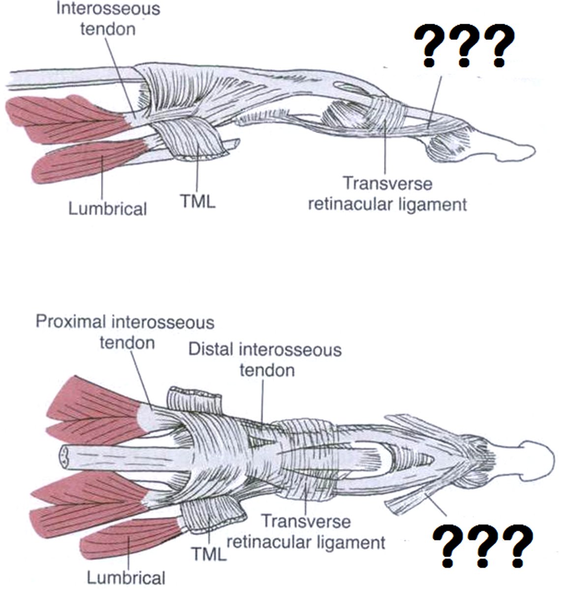 <p>They pass ANTERIOR to the PIP joint axis &amp; POSTERIOR to the DIP joint axis</p><p>-they "link" the PIP &amp; DIP joint motions</p><p>---if the DIP is flexed, it becomes taut &amp; the PIP tends to flex</p><p>------if the PIP is extended, it becomes taut &amp; the DIP is extended</p>