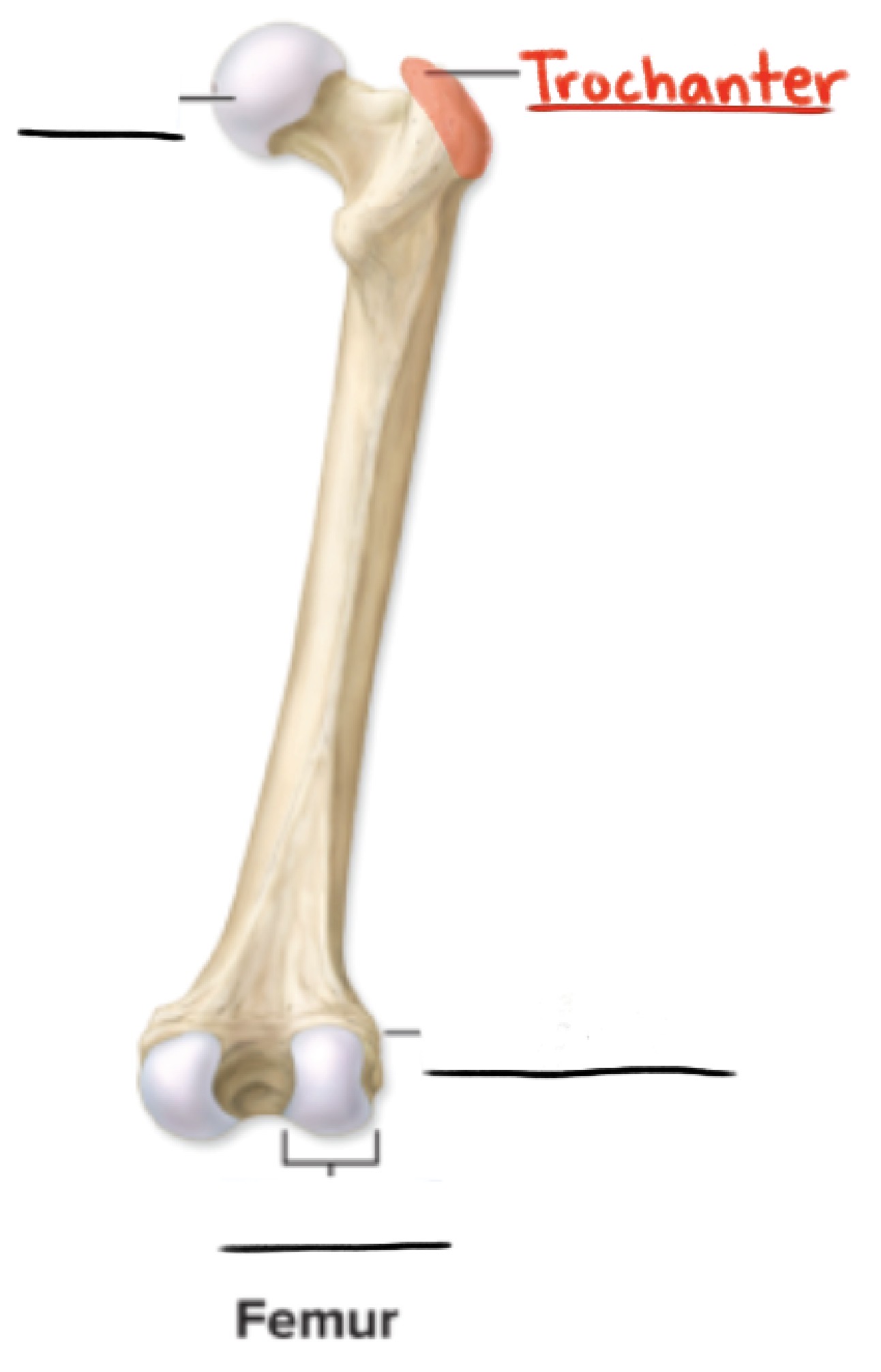 <p><strong>Trochanter</strong></p><p>Massive, rough projection found only on the femur</p><p>(Projections)</p>