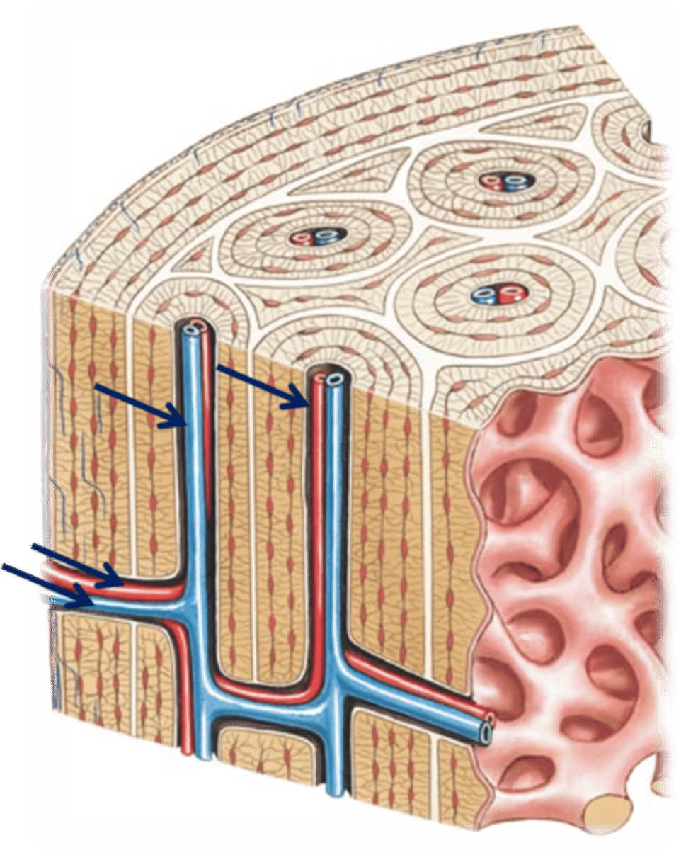 <p>Connects central canals across osteons.</p>