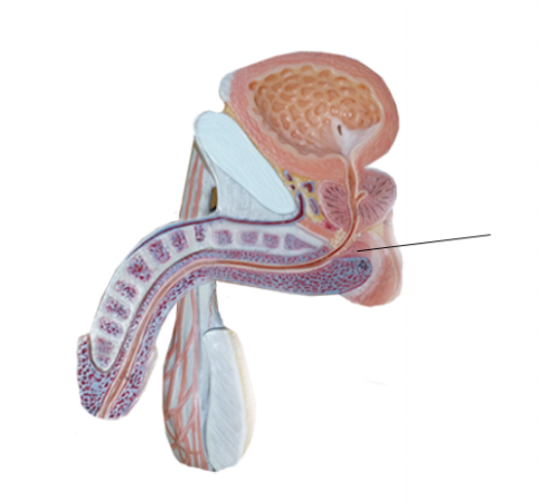 <p><span>Name the structure</span></p>