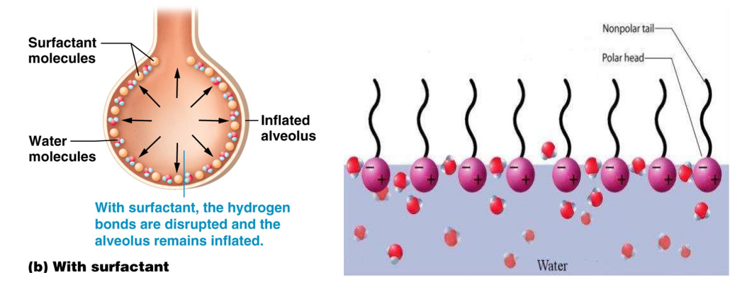 <p>A chemical component of the liquid film coating the cells of the alveolus </p><ul><li><p>Produced by <strong>type II alveolar cells </strong></p></li><li><p>Chemical structure similar to a detergent </p><ul><li><p>Polar and nonpolar ends</p></li></ul></li><li><p>Disrupts water’s ability to hydrogen bond with itself</p></li><li><p>Reduces surface tension and allows alveolus to remain partially open even during expiration </p></li></ul><p></p>