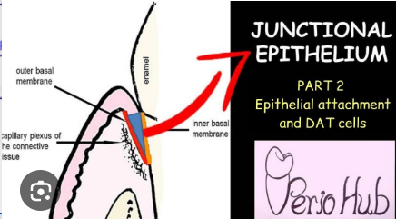 <p>Base of sulcus where epithelial tissue is attached to tooth</p>