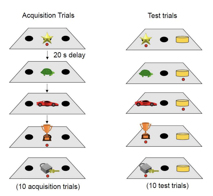 <ol><li><p>Acquisition trial</p><ul><li><p>present with object</p></li><li><p>some get a reward and some do not</p></li><li><p>acquire the memory of the objects that are associated with reward</p></li></ul></li><li><p>Test trial</p><ul><li><p>test with multiple objects</p></li><li><p>animals should pick the object that was preivously associated with the reward</p></li></ul></li></ol><p></p>