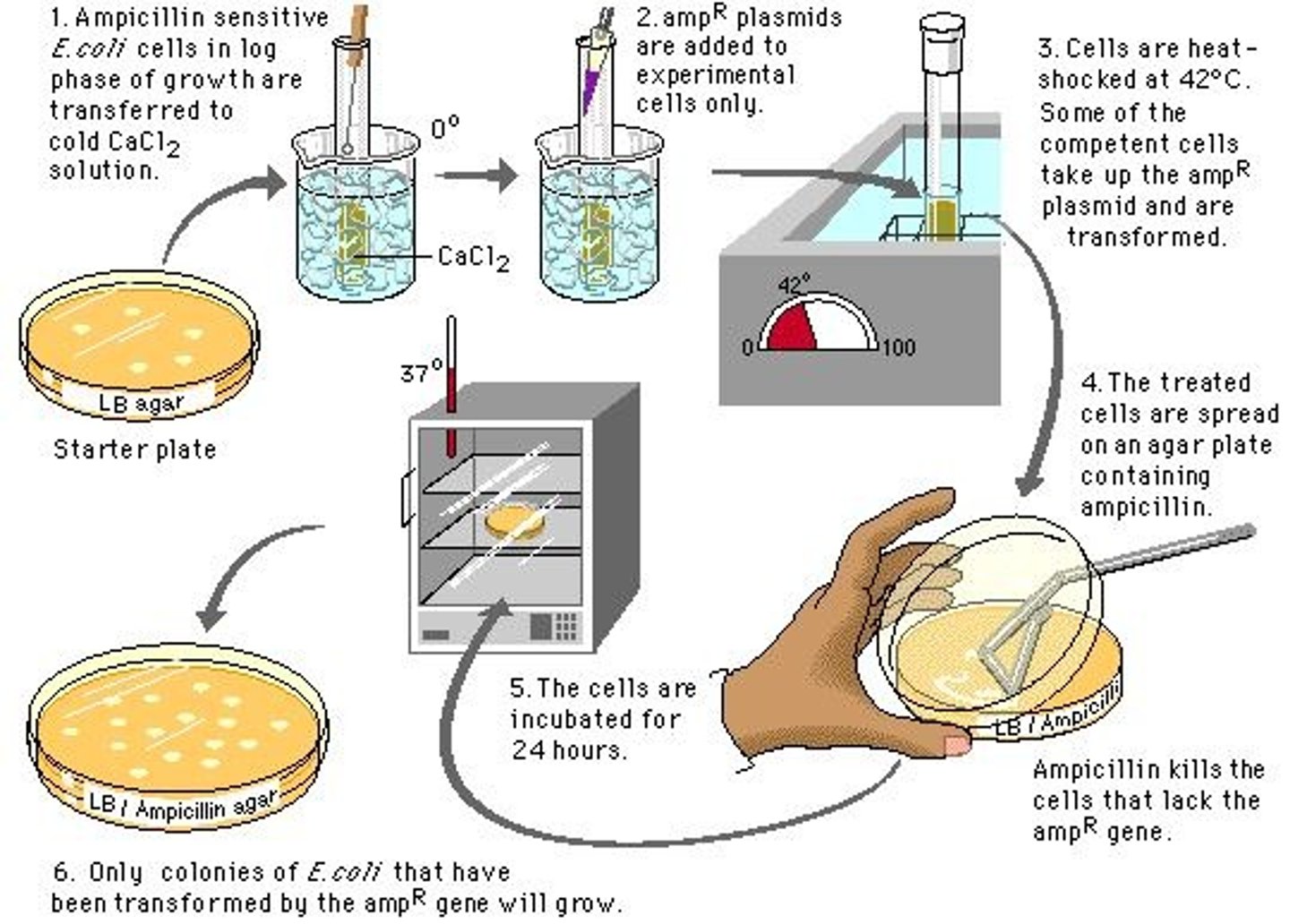 <p>Plasmids are circular DNA molecules that replicate separately from the host chromosome. Naturally occurring bacterial plasmids range in size from 5,000 to 400,000 bp. They can be introduced into bacterial cells by a process called transformation. The cells (generally E. coli) and plasmid DNA are incubated together at 0 C in a calcium chloride solution, then subjected to a shock by rapidly shifting the temperature to 37 to 43 C. For reasons not well understood, some of the cells treated in this way take up the plasmid DNA. Some species of bacteria are naturally competent for DNA uptake and do not require the calcium chloride treatment.</p>