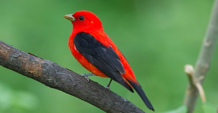 <p>Scarlet Tanager</p>