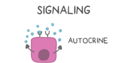 <p>Hormones secrete into the <strong>same cell </strong>that is secreting it. </p>