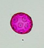 <p>Type of pollen? </p>