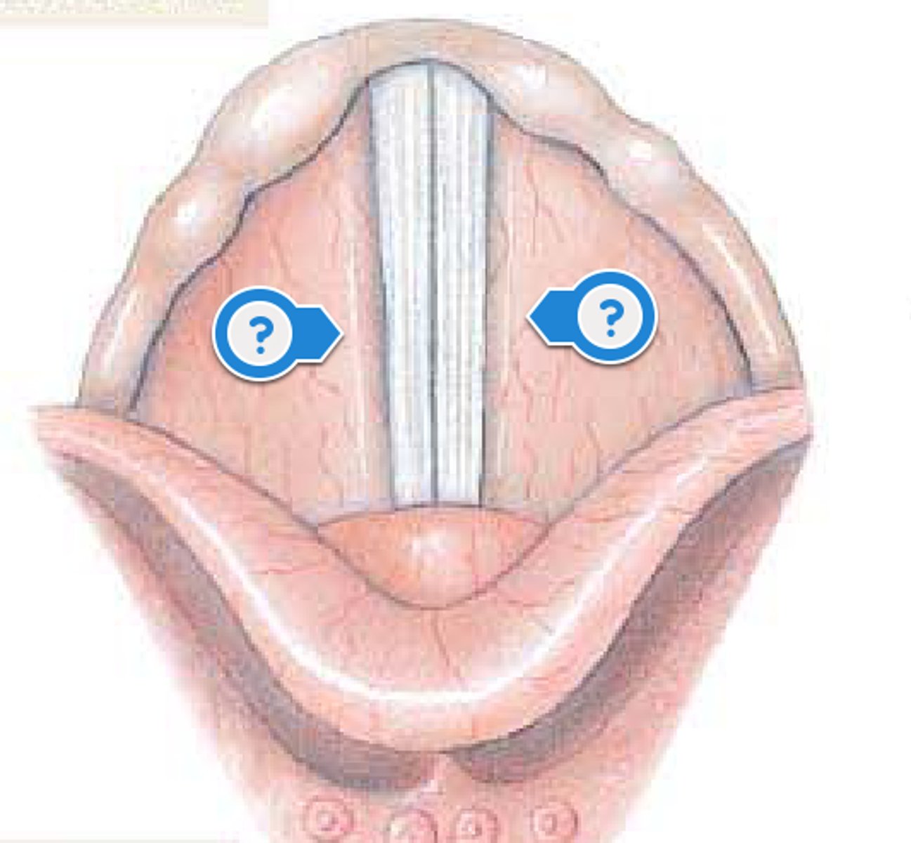 <p>false vocal cords; don't produce sound; close off glottis</p>