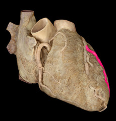 <p>identify the structure</p>