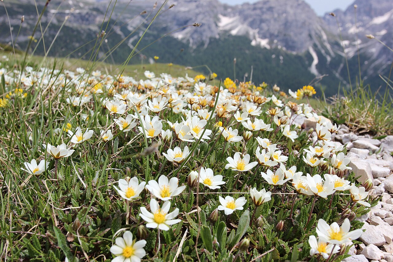 <p>Dryas octopetala</p>