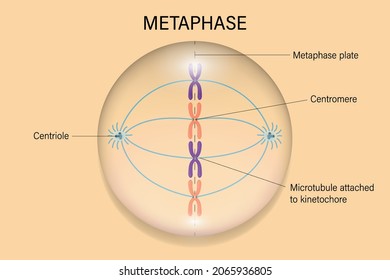 Second stage of mitosis where chromosomes line up along the metaphase plate at the cell's equator
