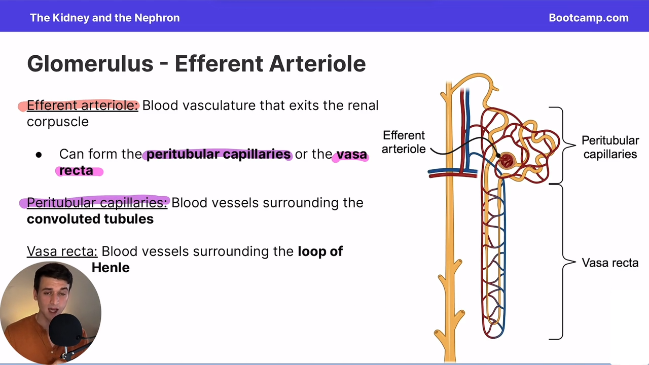 <p>blood vessels surrounding the convoluted tubules, formed by the efferent arterioles</p>