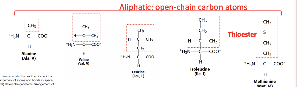 <p>How amino acids are non-polar (hydrophobic) and <strong>aliphatic</strong>, and what are they?</p>