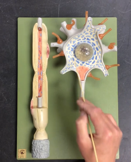 knowt flashcard image