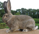 <p>welk type konijn is dit</p>