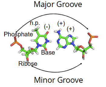 <p>Minor Groove</p>
