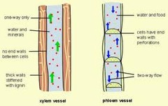 <p>the tissue that transports organic substances in plants (eg glucose, amino acids etc)</p>