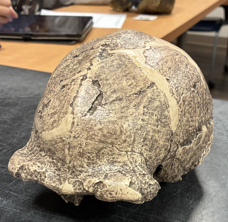 <p><em>Homo erectus</em></p>