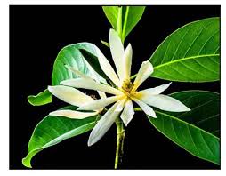 <p>Native to South and Southeast Asia including the Philippines; conservation status: not endangered. Most easily identified by its intensely sweet fragrance and creamy white, elongated flowers that open from slender buds, making it one of the most prized aromatic ornamental trees in tropical sensory and cultural landscapes.</p><p>A medium to large evergreen tree typically growing 15–25 meters tall with a straight trunk and narrow to moderately broad crown about 8–15 meters wide. Trunk is 0.5–1 meter in diameter with smooth gray bark that becomes slightly fissured with age. It develops a deep taproot with lateral roots for stability. Branching begins above human height, forming an upright, slightly pyramidal to rounded canopy. Leaves are simple, alternate, elliptic to lanceolate (10–20 cm long), with smooth margins, glossy green surface, and pinnate venation. Flowers are creamy white, very fragrant, 5–7 cm long, with narrow, ribbon-like petals that gradually open from slender buds. Fruits are aggregate clusters of small follicles that turn reddish when mature and split open to release seeds dispersed by birds.</p><p>Widely used for perfumery, essential oil extraction, religious offerings, and ornamental planting in gardens and resorts due to its strong fragrance. No significant toxicity reported. In landscape applications, it is best suited for sensory gardens, temples, and residential landscapes where fragrance is desired; it should be placed in sheltered, well-spaced areas to allow crown development and reduce wind stress, making it an excellent premium flowering and aromatic accent tree.</p>