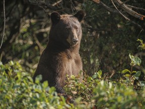 <p>Gs Signaling (Stimulant/Bear Attack)</p>