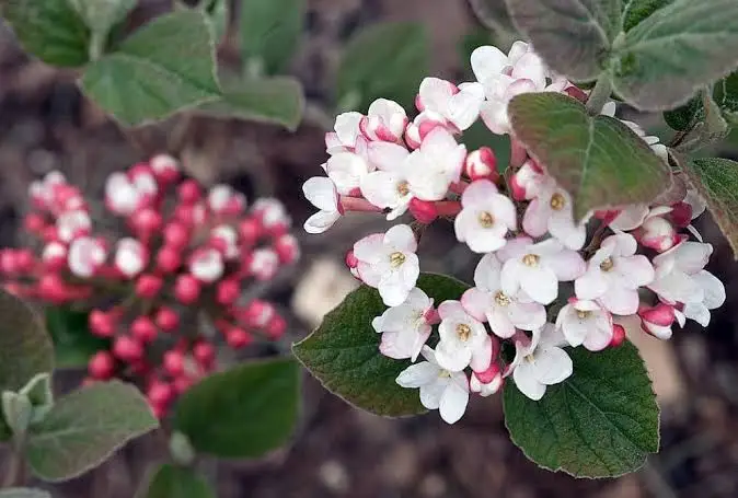 <p>Flor cortada </p>