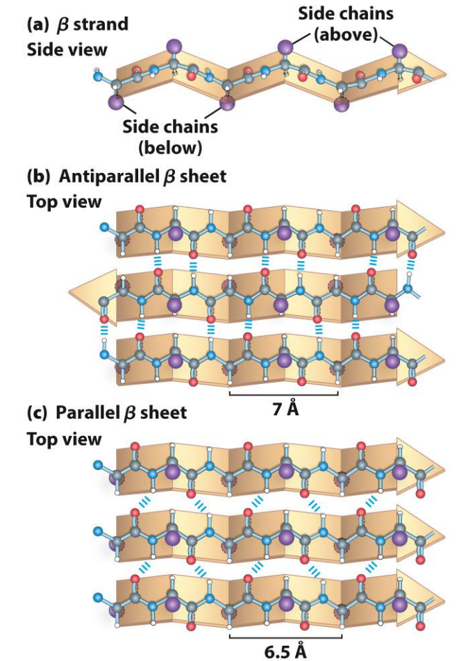 <p>Secondary Structure: Beta Sheets </p>