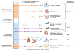 <p>Opposing actions are balanced to create optimal organ function</p>