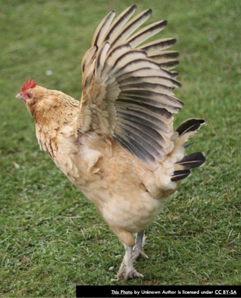 <p>What is the correct way to describe this chicken’s behavior?</p>